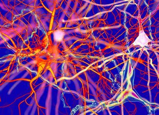 Long-Term COVID-19: Viral Infection and Dysregulation of Dopamine (DA) Neurotransmission