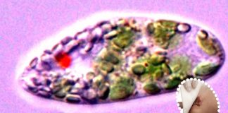 South Korean researcher have discovered that Euglena gracilis-Derived Extracellular Vesicles Enhance Skin-Regenerative Wound Healing