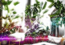 Plants produce sounds 40 80 kilohertz range to communicate