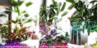 Plants produce sounds 40 80 kilohertz range to communicate