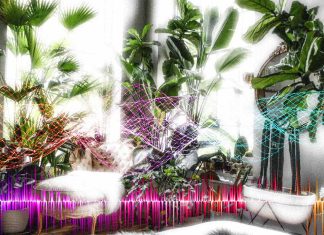 Plants produce sounds 40 80 kilohertz range to communicate