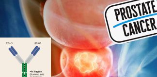 Prostate cancer: Enoblituzumab a monoclonal antibody that targets the immune checkpoint protein
