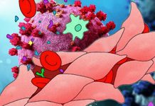 SARS-CoV-2 Spike Protein-Induced Endothelial Cell Permeability