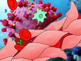SARS-CoV-2 Spike Protein-Induced Endothelial Cell Permeability