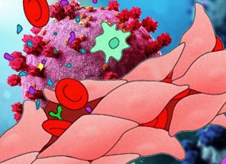 SARS-CoV-2 Spike Protein-Induced Endothelial Cell Permeability