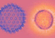 SARS-CoV-2 to immunosenescence and its relationship with Cytomegalovirus (CMV) infection