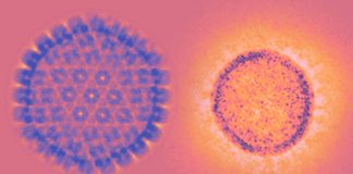 SARS-CoV-2 to immunosenescence and its relationship with Cytomegalovirus (CMV) infection
