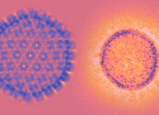 SARS-CoV-2 to immunosenescence and its relationship with Cytomegalovirus (CMV) infection
