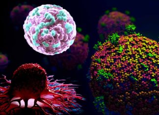The role of gene SLC6A20 in cancer and COVID-19