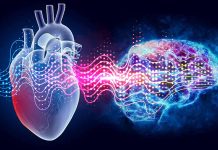 Il secondo cervello nel nostro cuore
