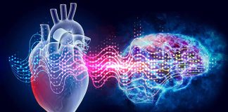 Il secondo cervello nel nostro cuore