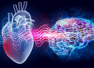 Il secondo cervello nel nostro cuore