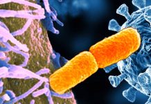 ECDC reported an increase in XDR S. sonnei infections in 10 European countries