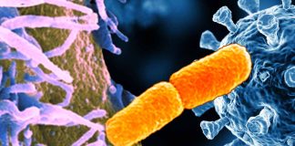 ECDC reported an increase in XDR S. sonnei infections in 10 European countries