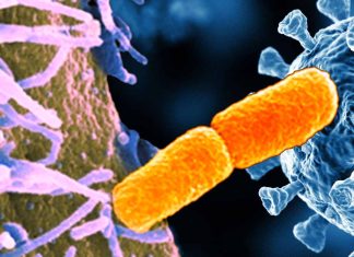 ECDC reported an increase in XDR S. sonnei infections in 10 European countries