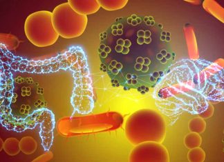 Genetic Correlation Reveals Link Between Gut Microbiota and Alzheimer’s Disease