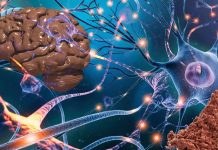 The Impact of Flavanol-Containing Cocoa Extract on Cognitive Function in Older Adults