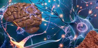 The Impact of Flavanol-Containing Cocoa Extract on Cognitive Function in Older Adults