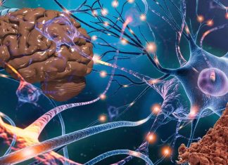 The Impact of Flavanol-Containing Cocoa Extract on Cognitive Function in Older Adults
