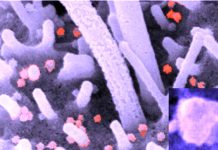 SARS-CoV-2 inhibits cell apoptosis to promote virus replication through its N protein