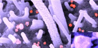 SARS-CoV-2 inhibits cell apoptosis to promote virus replication through its N protein
