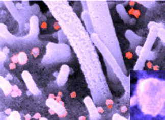 SARS-CoV-2 inhibits cell apoptosis to promote virus replication through its N protein
