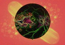 Stress resilience-enhancing drugs (SREDs) have emerged as a promising class of therapeutics for retinopathies