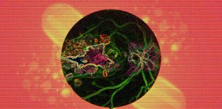Stress resilience-enhancing drugs (SREDs) have emerged as a promising class of therapeutics for retinopathies