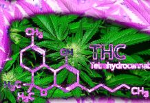 Gli effetti dell’uso cronico di THC sulla salute riproduttiva maschile: risultati e approfondimenti