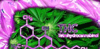 Gli effetti dell’uso cronico di THC sulla salute riproduttiva maschile: risultati e approfondimenti