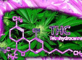 Gli effetti dell’uso cronico di THC sulla salute riproduttiva maschile: risultati e approfondimenti