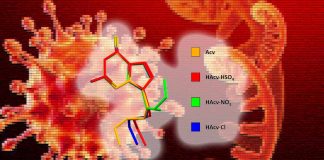 Il farmaco antivirale Acyclovir può inibire le proteasi virali, l’espressione di più geni virali e la RNA polimerasi RNA-dipendente, aiutando a guarire i pazienti COVID-19