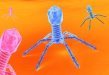 VIRUS: COSA SAPPIAMO SUI VIRUS