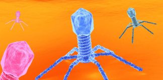 VIRUS: COSA SAPPIAMO SUI VIRUS