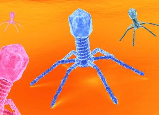 VIRUS: COSA SAPPIAMO SUI VIRUS