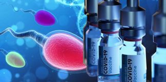 Understanding the Implications of COVID-19 on Male Reproductive Health: Comprehensive Analysis of the Effects of N Protein-Based Vaccines