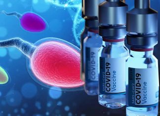 Understanding the Implications of COVID-19 on Male Reproductive Health: Comprehensive Analysis of the Effects of N Protein-Based Vaccines