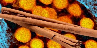Cinnamon Compound CINNA Shows Promise in Modulating COVID-19-Induced Inflammation