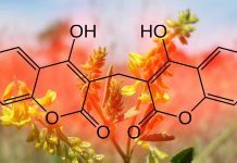 Dicoumarol Shows Promise as a Potential Antiviral Agent against Omicron Variant in Airway Epithelial Cells