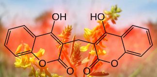 Dicoumarol Shows Promise as a Potential Antiviral Agent against Omicron Variant in Airway Epithelial Cells