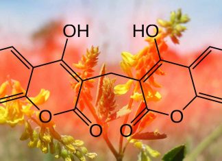 Dicoumarol Shows Promise as a Potential Antiviral Agent against Omicron Variant in Airway Epithelial Cells
