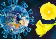 Peruvoside – Covid-19: A Broad-Spectrum Antiviral Targeting Viral Factory Formation and GBF1 Phosphorylation in Positive-Sense RNA Viruses