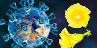 Peruvoside – Covid-19: A Broad-Spectrum Antiviral Targeting Viral Factory Formation and GBF1 Phosphorylation in Positive-Sense RNA Viruses