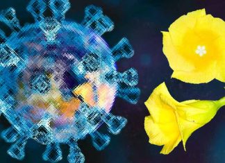 Peruvoside – Covid-19: A Broad-Spectrum Antiviral Targeting Viral Factory Formation and GBF1 Phosphorylation in Positive-Sense RNA Viruses
