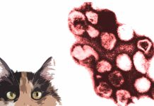 Rustrela Virus Has Crossed Over From Wood Mice To Cats, Threatening Feline Lives Across Europe Including Poland