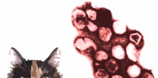 Rustrela Virus Has Crossed Over From Wood Mice To Cats, Threatening Feline Lives Across Europe Including Poland