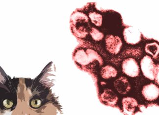 Rustrela Virus Has Crossed Over From Wood Mice To Cats, Threatening Feline Lives Across Europe Including Poland