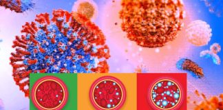 SARS-CoV-2 directly triggers hyperglycemia by infecting hepatocytes