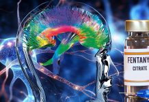 The Role of Claustral Neurons in Modulating Fentanyl Addiction: Implications for Targeted Interventions