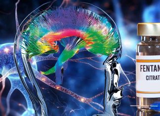 The Role of Claustral Neurons in Modulating Fentanyl Addiction: Implications for Targeted Interventions
